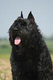 BOUVIER DES FLANDRES 520